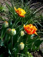 SDC13412.webp