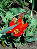 SDC13420.webp