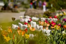 Botanischer Garten 1 (4 von 124).webp