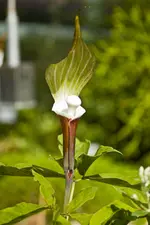 Botanischer Garten 1 (42 von 124).webp