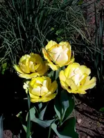 SDC13419.webp