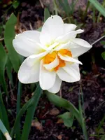 SDC13373.webp