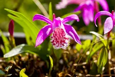Botanischer Garten 1 (40 von 124).webp