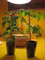 IMG_1577.webp