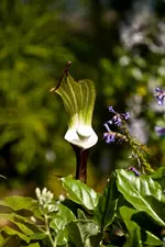 Botanischer Garten 1 (43 von 124).webp