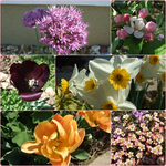 Blüten1.webp