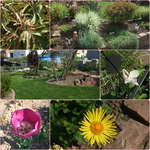 Blüten3.webp