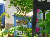 CIMG0819.webp
