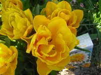 CIMG0827.webp
