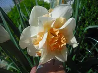 CIMG0834.webp