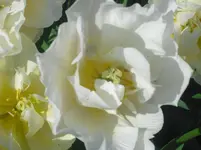 CIMG0839.webp