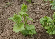 Unbekannt Kalbsrieth.webp