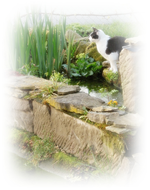 Meeko am Teich.webp