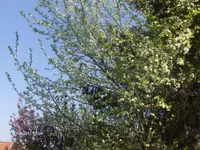 HPIM6339.webp