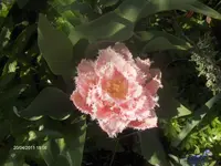 HPIM6336.webp