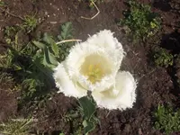 HPIM6333.webp