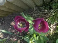 HPIM6332.webp