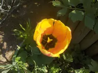 HPIM6331.webp