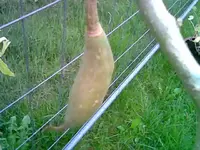 Frucht.webp