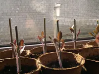 21042011072.webp