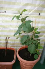 KonEg10_4046_2.webp