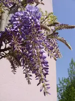 Blüten 013.webp