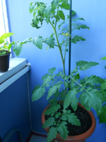13033987892aDSCN0817.webp