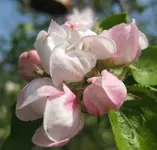 Apfelblüte (3).webp