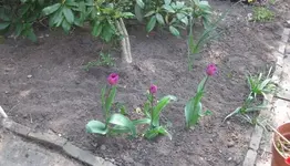 Beet_Terrasse.webp