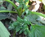 Erdbeere.webp