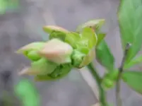 Heidelbeeren.webp