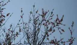 Pfirsich (3).webp