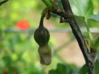 Stachelbeeren_dunkel.webp