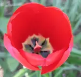 Tulpe (4).webp