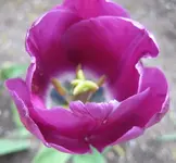 Tulpe (6).webp