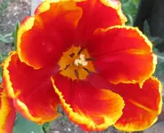 Tulpe (7).webp