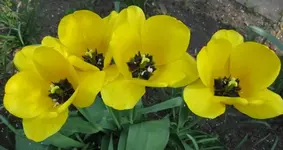 Tulpen (6).webp
