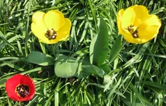 Tulpen (7).webp