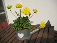 ranunkel.webp