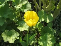 tulpe gelb.webp