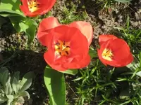 Tulpen eingang.webp