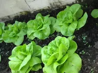 kopfsalat gross.webp