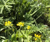 DSC01298 - 2011-04-22 - schlüssel und märzenbecher.webp
