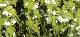 DSC01300 - 2011-04-22 - taubnesseln.webp