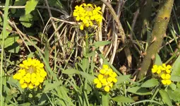 DSC01301 - 2011-04-22 - goldlack.webp