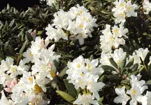 DSC01302 - 2011-04-22 - rhodi nr.1.webp