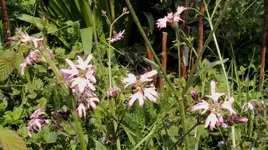 DSC01304 - 2011-04-22 - wildnelkenart.webp