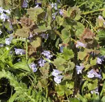 DSC01307 - 2011-04-22 - gundermann.webp