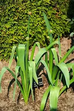 Allium Giant.webp