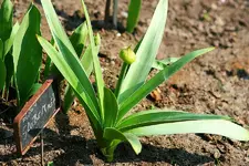 Allium Globemaster.webp